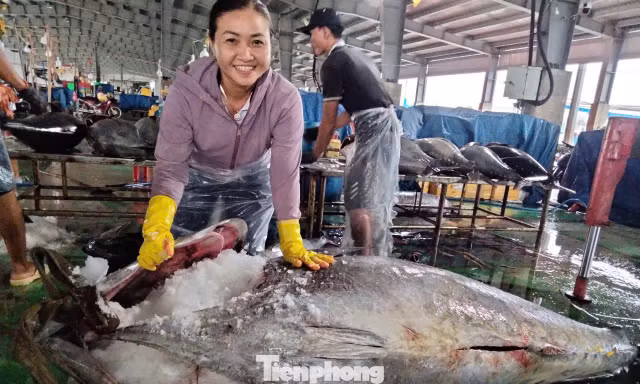 Cận cảnh cá ngừ đại dương nặng cả tạ được cẩu lên bờ sau chuyến biển 