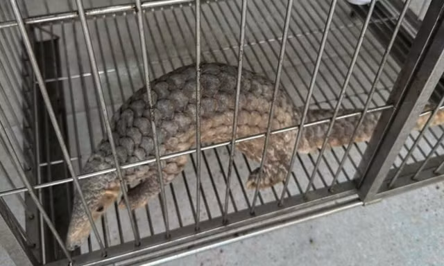 Nam thanh niên mua tê tê quý hiếm đang bị rao bán, rồi nộp cho công an