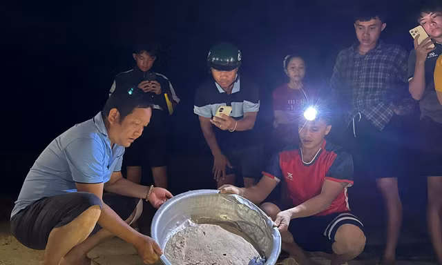 Hồi sinh bãi đẻ rùa ở Nhơn Châu: 12 rùa con trở về biển trong đêm
