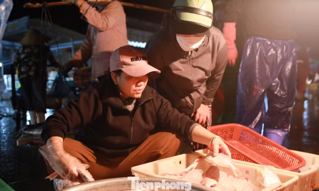 Hối hả cảng cá sớm tinh mơ 