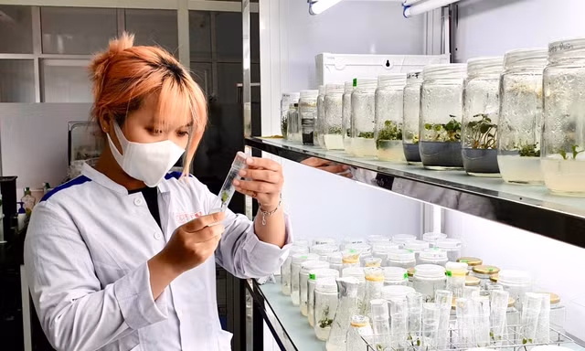 ĐH Duy Tân đào tạo ngành Công nghệ Sinh học và Dược sĩ Đại học tích hợp các đồ án nghiên cứu