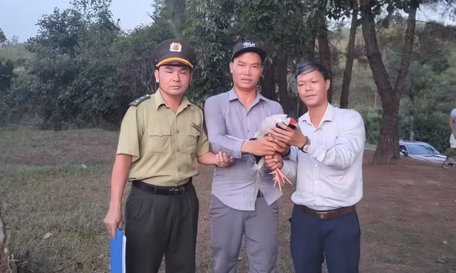Phát hiện gà lôi trắng quý hiếm trong công viên nước ở Huế
