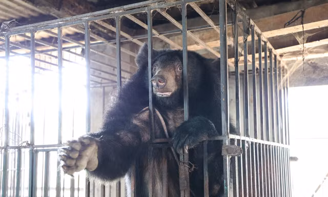 Giải cứu 2 gấu ngựa sau gần một năm vận động