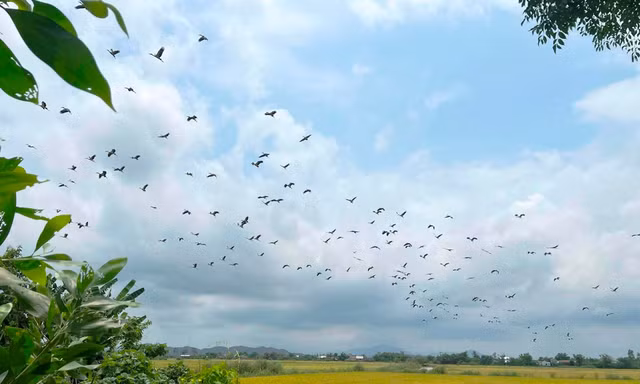 Hàng trăm cá thể chim quý hiếm bất ngờ xuất hiện ở Huế