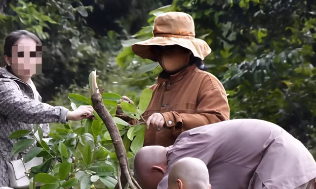 Dẫn du khách lên bán đảo Sơn Trà hái thức ăn của khỉ, người đàn ông lĩnh phạt 