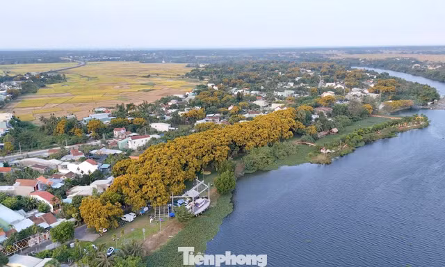 Điều đặc biệt ở lễ hội hoa sưa Đà Nẵng 