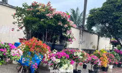 Hoa Tết về phố, 'bỏng tay' giá bưởi Diễn ở TPHCM