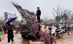 Người Hà Nội đội mưa rét lên Sơn La 'săn' đào cổ chơi Tết