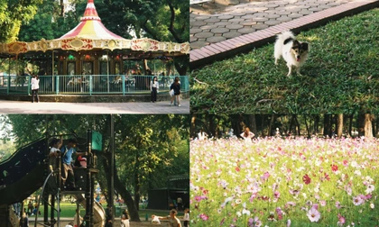 Vì sao Công viên Thống Nhất đang trở thành điểm check-in "gây thương nhớ"?