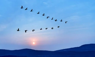 Hiểu biết của loài Ngỗng trời