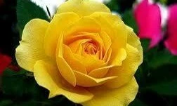 Ba bông hồng vàng