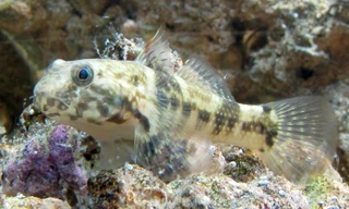 'Kỳ tích' của cá Bống