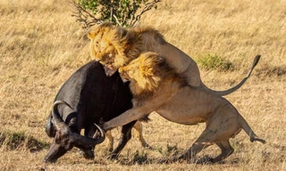 Chú trâu rừng và những nỗi sợ hãi