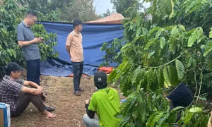 Vợ tử vong trong rẫy cà phê, chồng mất liên lạc sau khi nói 'có việc chưa về'