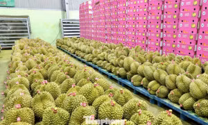 Bất ngờ nhiều doanh nghiệp xin trả mã số vùng trồng sầu riêng 