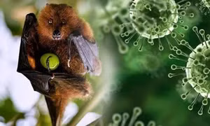 Tiết lộ thêm sự thật về virus Nipah đang gây lo sợ