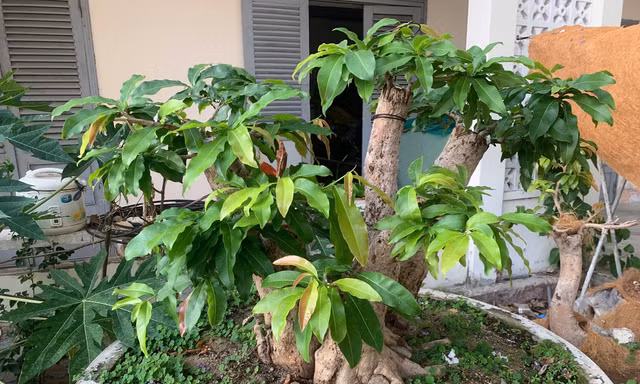 Diễn biến mới vụ tịch thu 42 gốc mai vàng gây xôn xao dư luận ở Côn Đảo