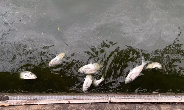 Chủ tịch tỉnh Phú Thọ chỉ đạo xử lý gấp vụ cá chết hàng loạt ở hồ Văn Lang