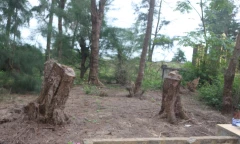 Nghi vấn 'bức tử' rừng phi lao ven biển Quảng Trị để mở rộng nghĩa địa 