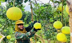 Loại cây giúp người dân đổi đời trên mảnh đất gò đồi khô cằn ở Quảng Trị