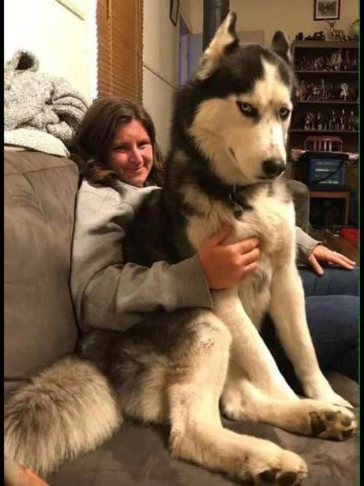 Husky - loài chó “ngáo ngơ” nhất quả đất! | Báo điện tử Tiền Phong