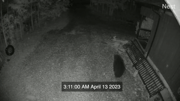 Hình ảnh con gấu đen thích nước ngọt do camera ghi lại.