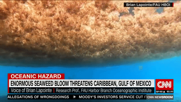 Hình ảnh khối tảo biển khổng lồ đang di chuyển về phía bờ biển Mỹ. Ảnh: CNN Hình ảnh khối tảo biển khổng lồ đang di chuyển về phía bờ biển Mỹ. Ảnh: CNN