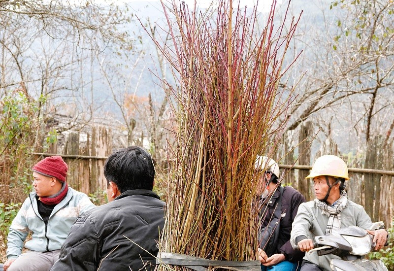 Song song với việc bán cành đào, thời điểm này cũng là lúc người dân tập trung trồng đào để gối vào các vụ sau. Nhờ cây đào, nhiều hộ dân Lùng Cúng đã từng bước thoát nghèo, có điều kiện sửa sang nhà cửa, mua sắm máy móc, phục vụ sản xuất và sinh hoạt. Trong ảnh là người dân đang mang đào giống về trồng.