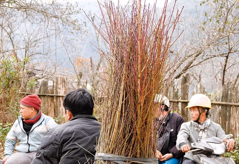 Song song với việc bán cành đào, thời điểm này cũng là lúc người dân tập trung trồng đào để gối vào các vụ sau. Nhờ cây đào, nhiều hộ dân Lùng Cúng đã từng bước thoát nghèo, có điều kiện sửa sang nhà cửa, mua sắm máy móc, phục vụ sản xuất và sinh hoạt. Trong ảnh là người dân đang mang đào giống về trồng.