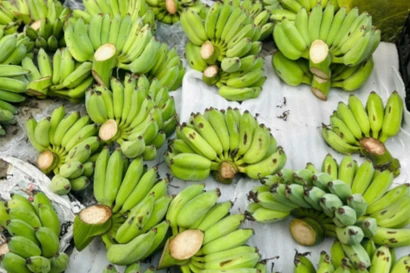 'Cháy hàng' chuối xanh lộc tài 700.000/nải 