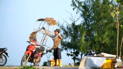 Lạ kỳ nghề thả 'bóng' bẫy mực ở Quảng Ngãi