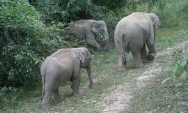 Bịa đặt voi rừng bị điện giật chết, người phụ nữ ở Đồng Nai bị phạt 7,5 triệu đồng 
