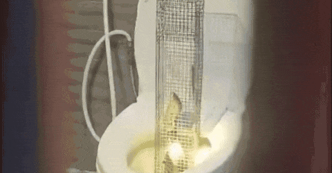 Rắn hổ mang dài 1,3m bị tóm sống sau 3 ngày chui vào bồn cầu ở Hưng Yên