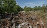 Rừng tràm phòng hộ ven biển Quảng Trị bị chặt phá hàng loạt