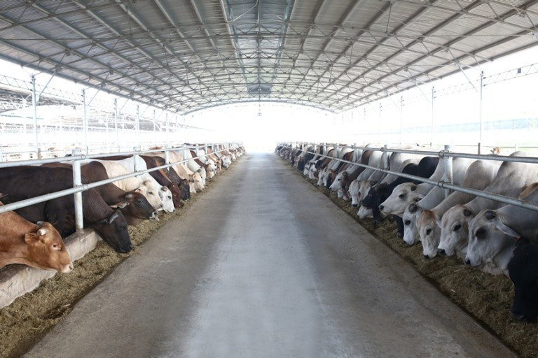 Nông nghiệp Hòa Phát thông báo chào bán 30 triệu cổ phiếu lần đầu ra công chúng