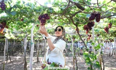 Ninh Thuận còn mê hoặc lòng người bởi những vườn nho trĩu quả.