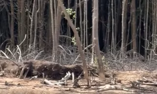 Phát hiện thi thể đang phân hủy ở bìa rừng