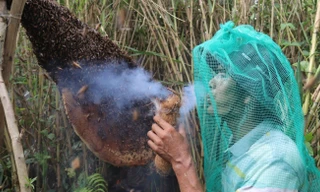 Trải nghiệm 'độc nhất vô nhị' ở rừng tràm U Minh Hạ