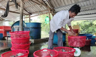 Cà Mau: Đời sống vùng đồng bào dân tộc thiểu số dần vươn lên thoát nghèo