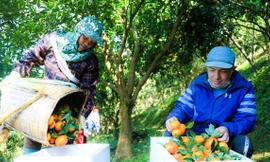 'Đánh thức' quýt cổ Nam Sơn giúp người dân đổi đời