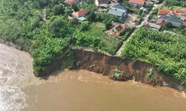 Bờ sông Thao qua Phú Thọ sạt lở nghiêm trọng