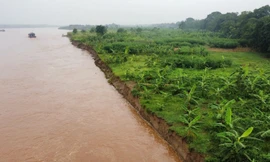Sạt mái đê sông Thao, Bộ Nông nghiệp và Môi trường gửi công văn khẩn