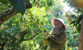 Phú Thọ phấn đấu giảm tỷ lệ hộ nghèo xuống 2,75% vào cuối năm 2025