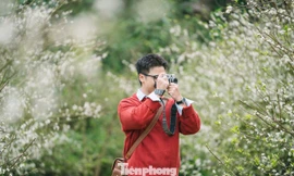 Hoa mận nở sớm, tinh khôi giữa tiết trời đầu đông ở Mộc Châu