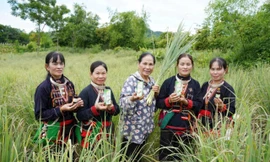 Nữ Chủ tịch hợp tác xã 70 tuổi vẫn gánh vác công việc để giúp bản làng thoát nghèo