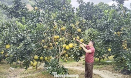 Bí thư bản gieo niềm tin thoát nghèo ở rẻo cao Tây Bắc