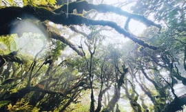 Tận thấy rừng rêu bí ẩn 'bao vây' du khách ở độ cao 2.800m