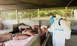 Dịch tả lợn châu Phi lan rộng 106 xã ở tỉnh Phú Thọ