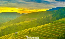 Rực rỡ, bát ngát ruộng bậc thang ở Xím Vàng