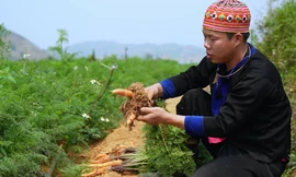 Thanh niên người Mông thoát nghèo từ nông nghiệp sạch